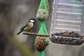 Parus major great tit